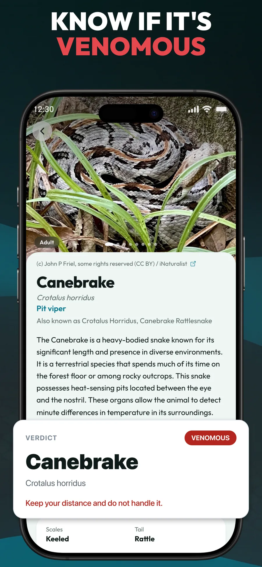 Primo Snake App Store screenshot 3